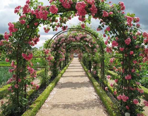 Espalier