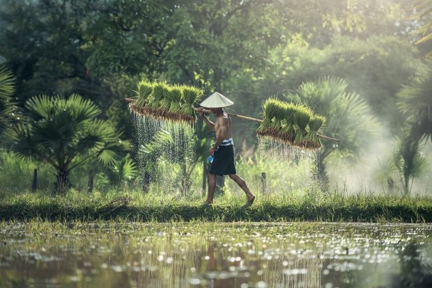Illustration af Rice