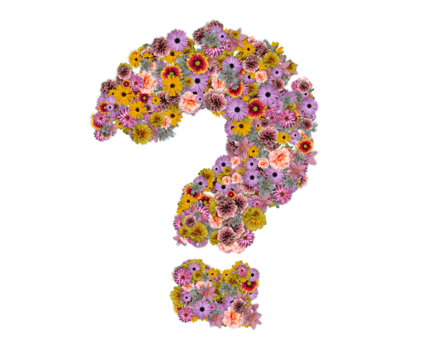 Flower, Question Flower, Question