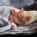 Illustration af Sleeping Cat