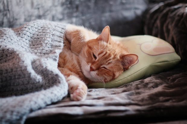Sleeping Cat
