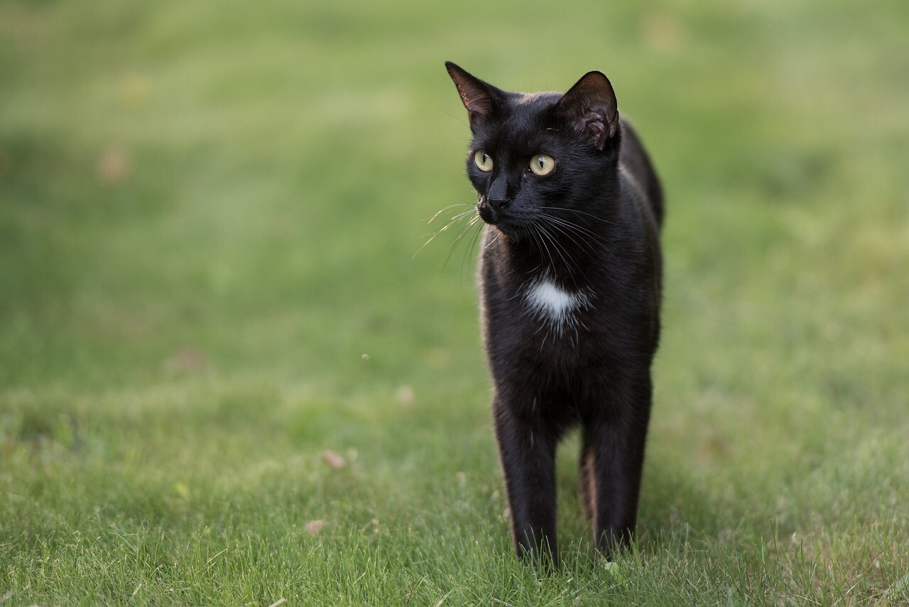 Black, Cat